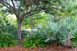 preservedvegetation Natural Floridian vegetation