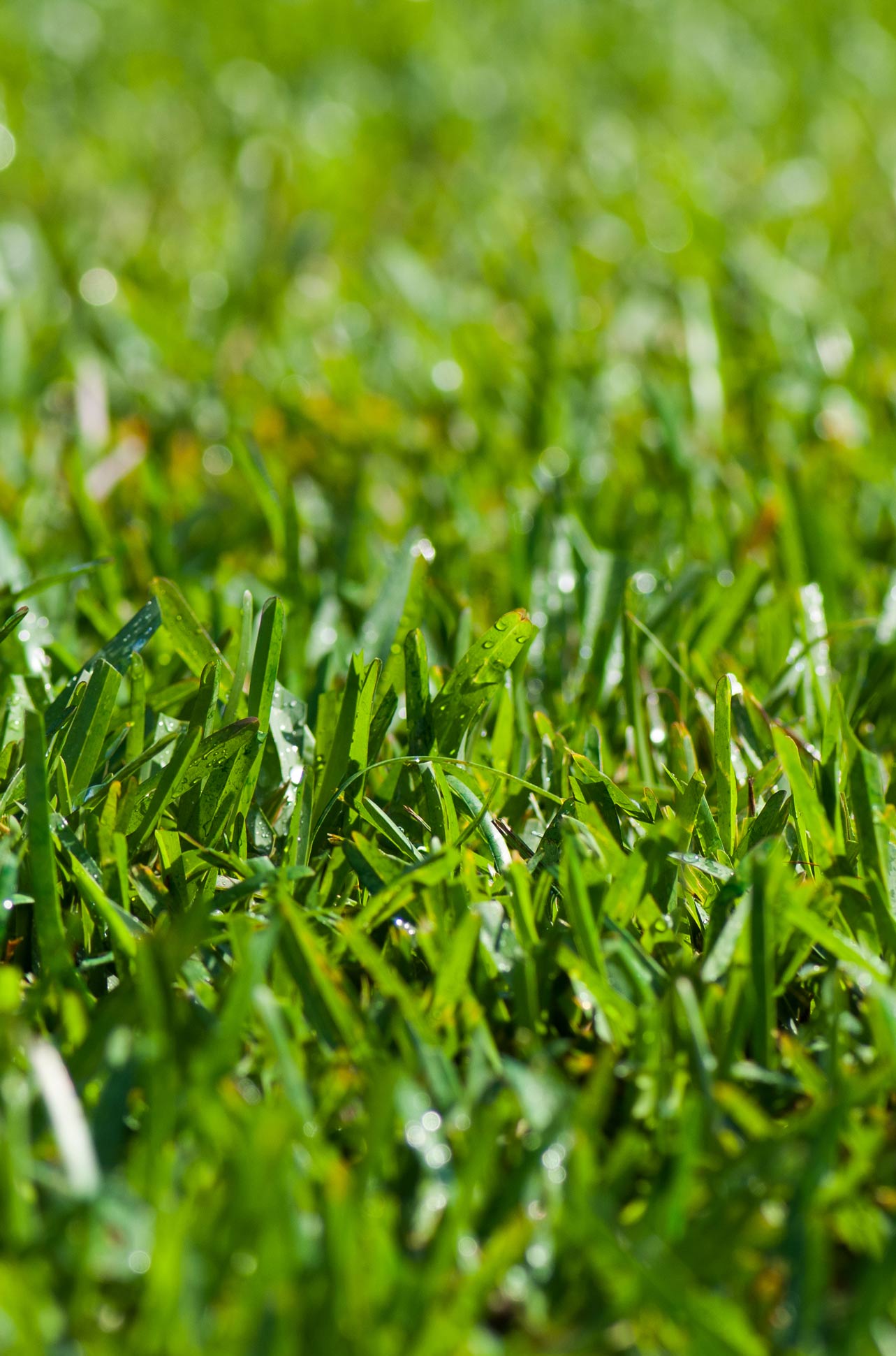 grass Close-up of green grass