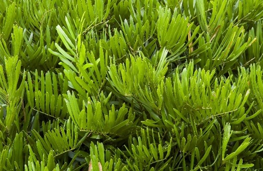 Picture15 green bush
