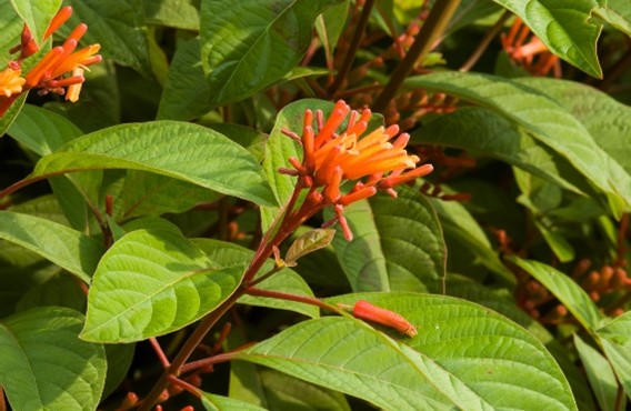Picture16 Orange flowers