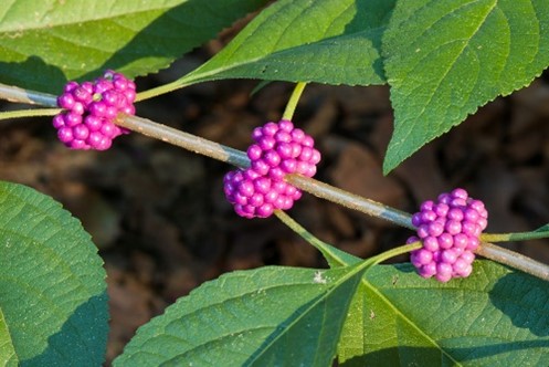 beatyberries Beautyberries on a branch