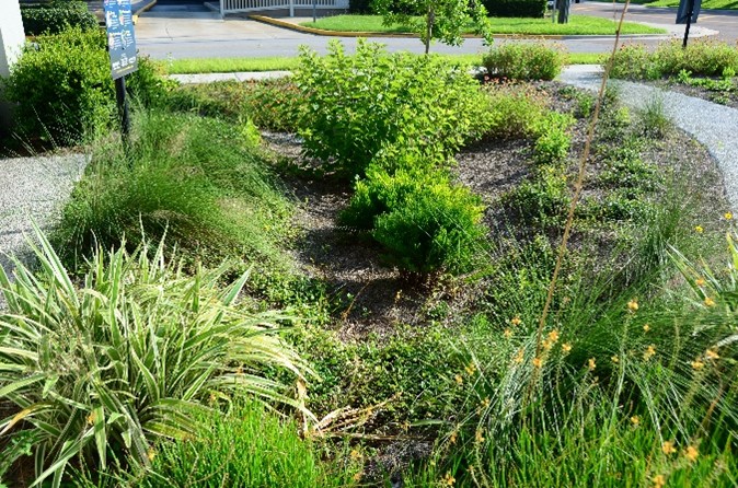 bushes Green bushes